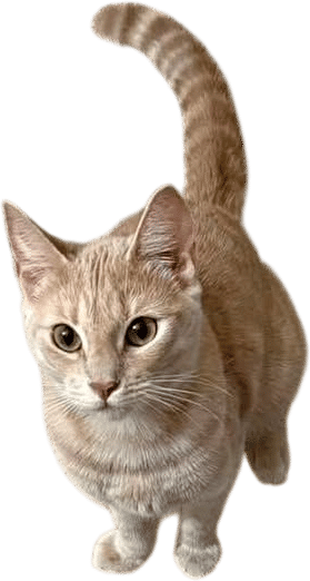 Chona the cat for adoption