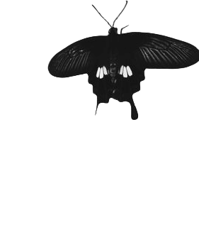 butterfly garden