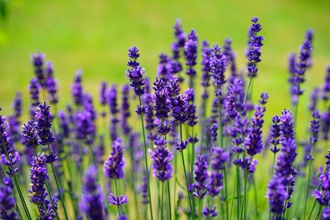 How to Grow Lavender Plants