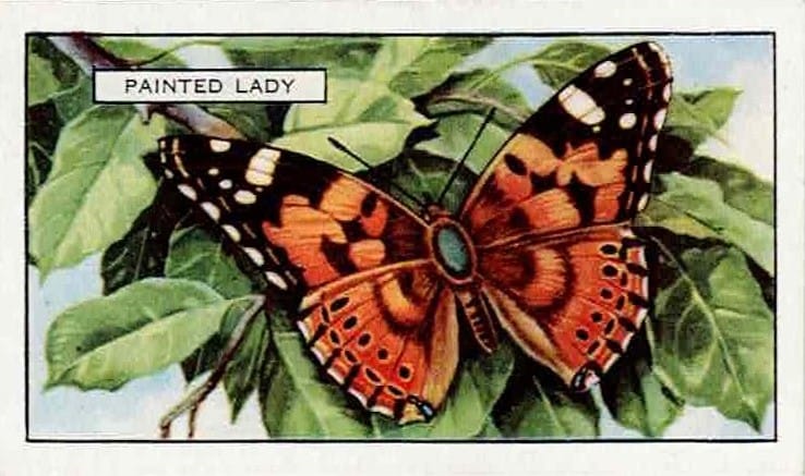 Painted Lady