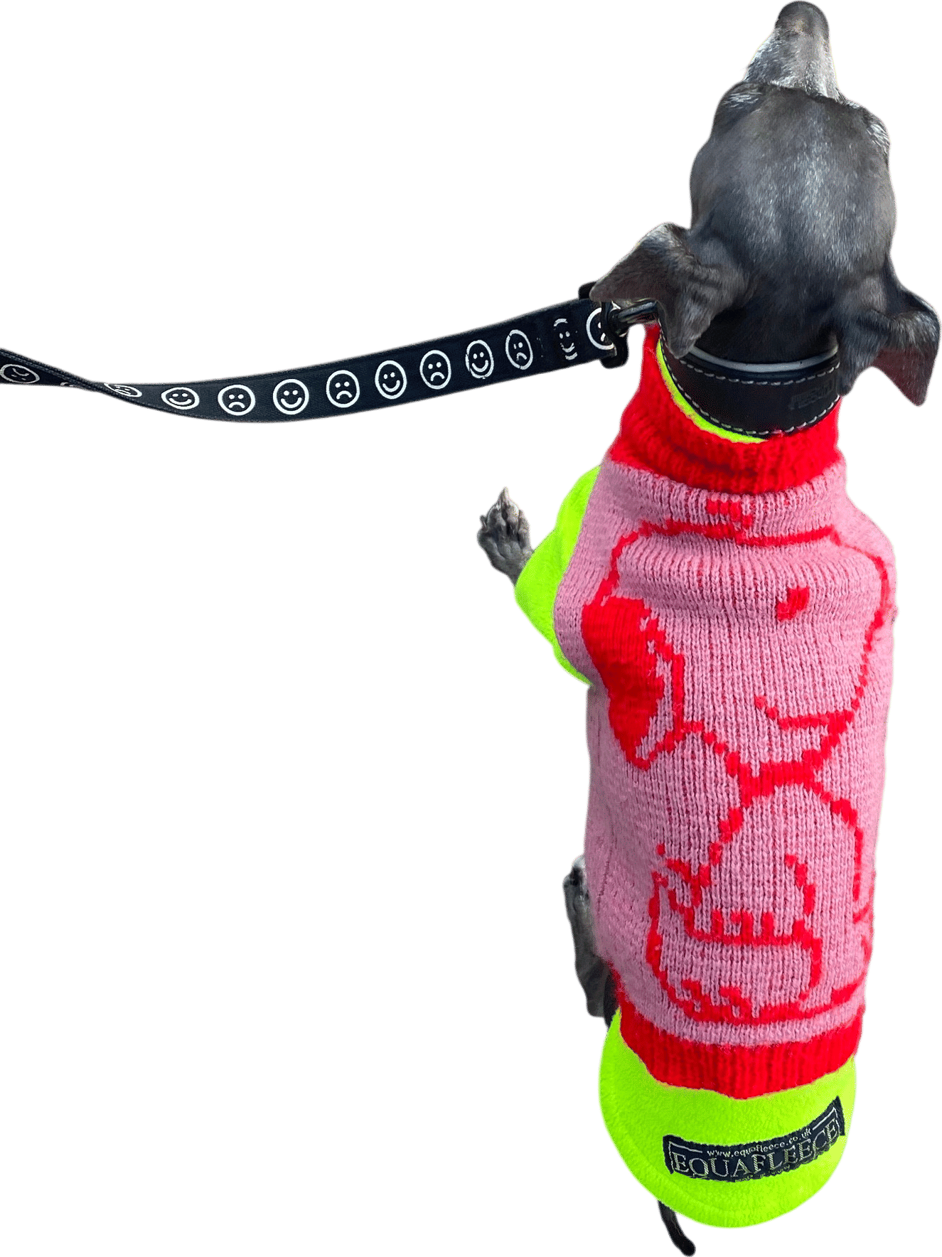 What Meg Knits dog jumper