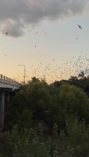 Waugh Bridge Bat Colony