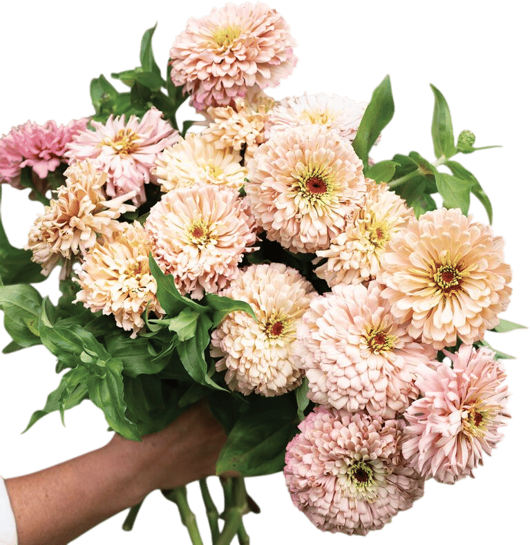 Planting Zinnias