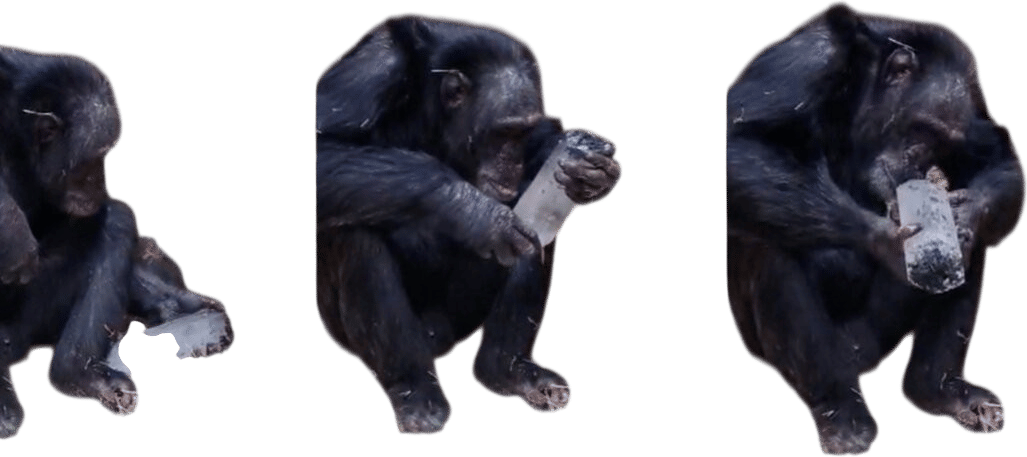 Chimpanzees Are Really Into Crystals
