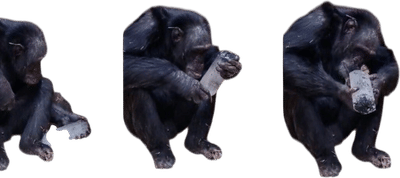 Chimpanzees Are Really Into Crystals