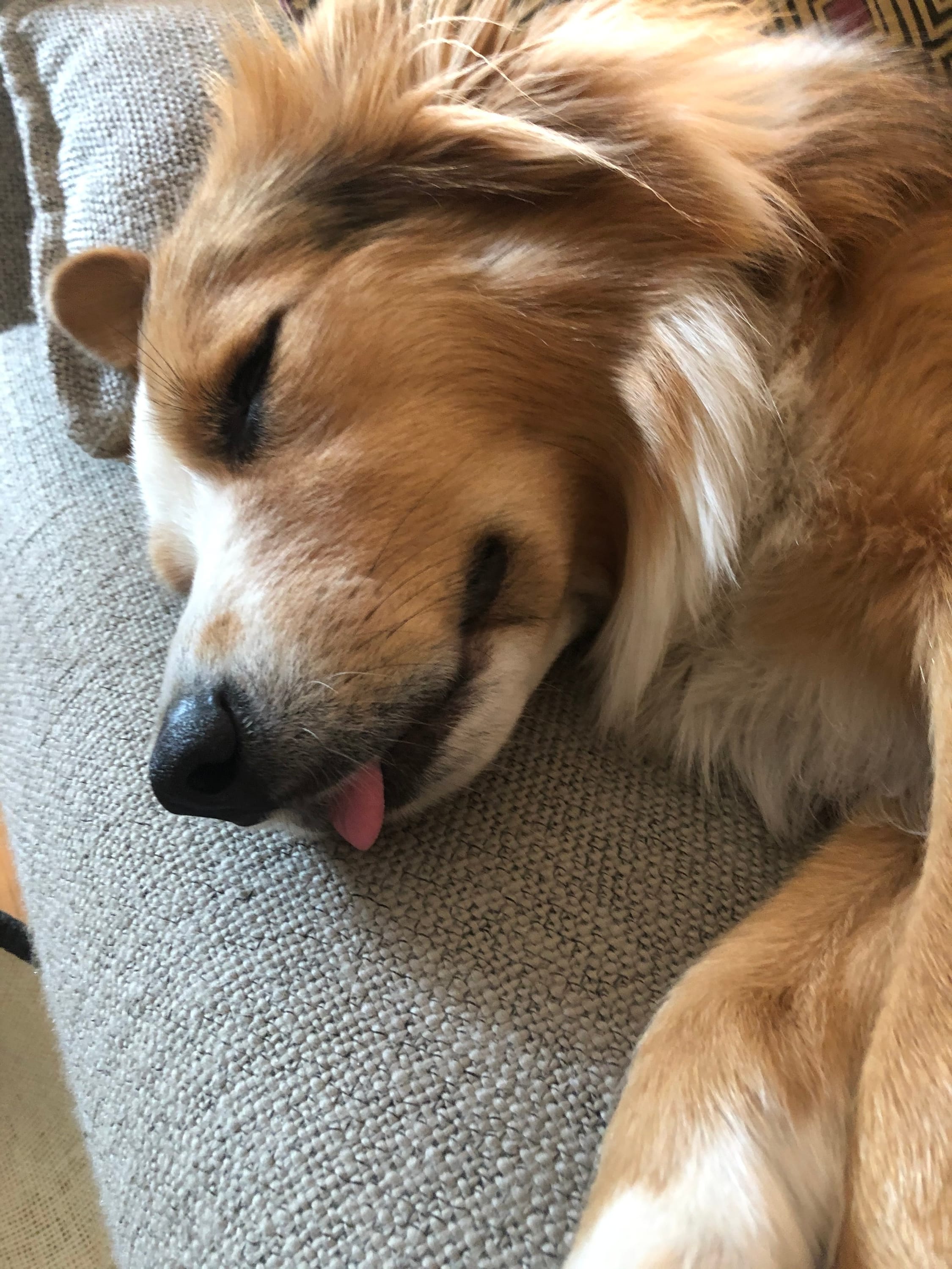 My dog woo-wooing in her sleep.