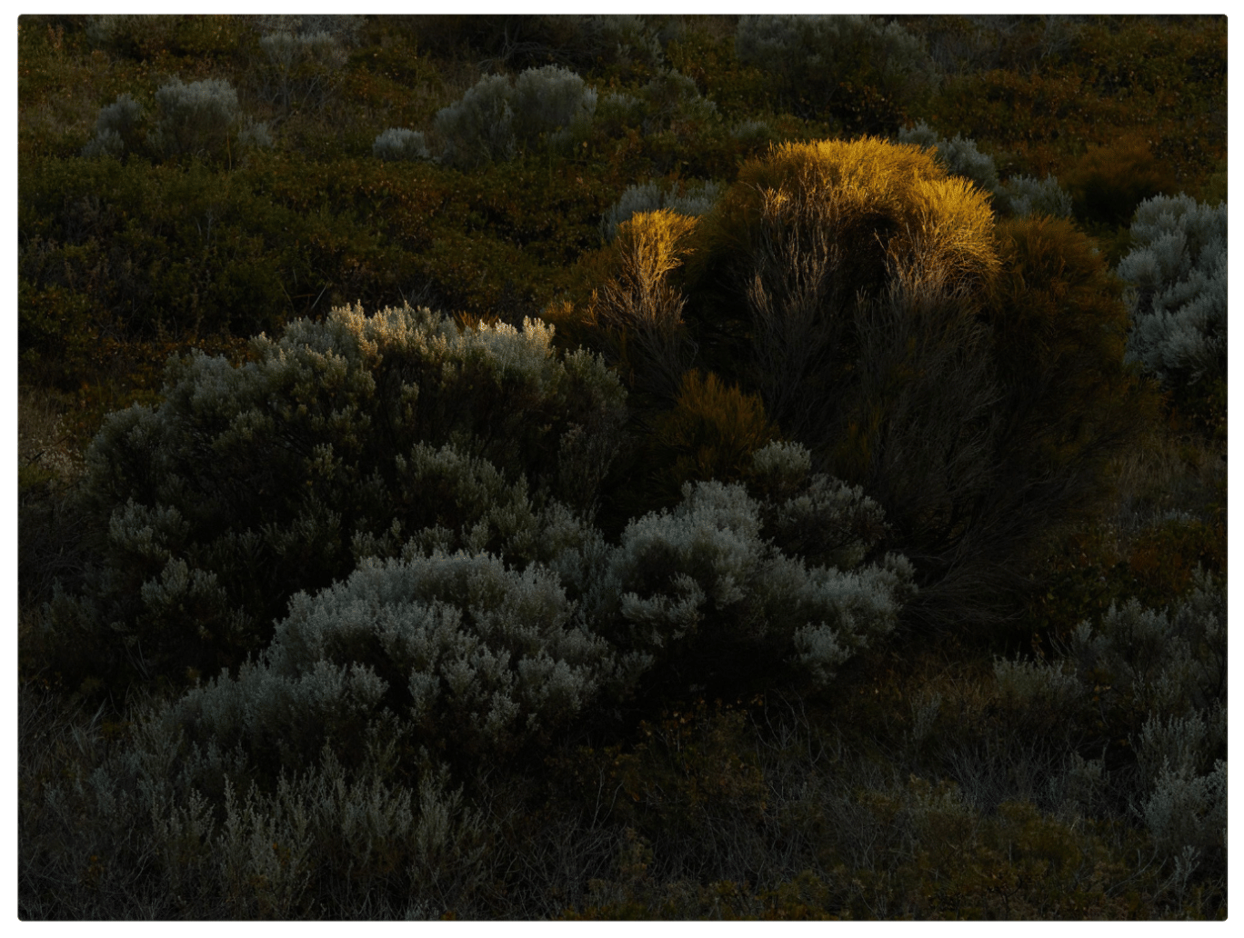 California Sagebrush