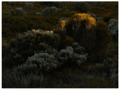 California Sagebrush