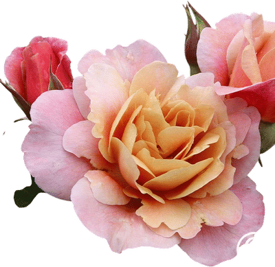 Distant Drums Rose