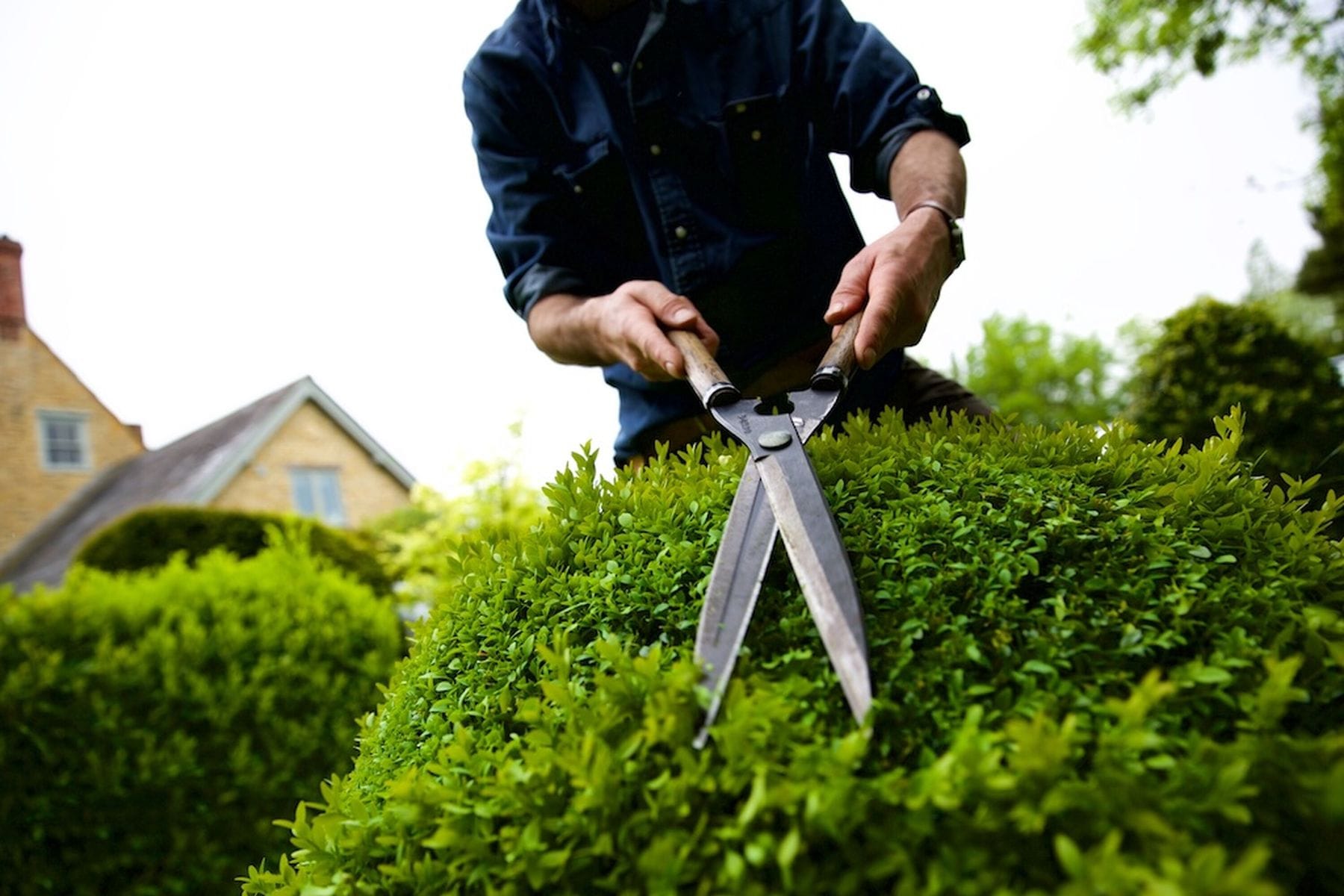Topiary Shears