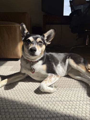 a beagle/chihuahua/husky mix like my Frida