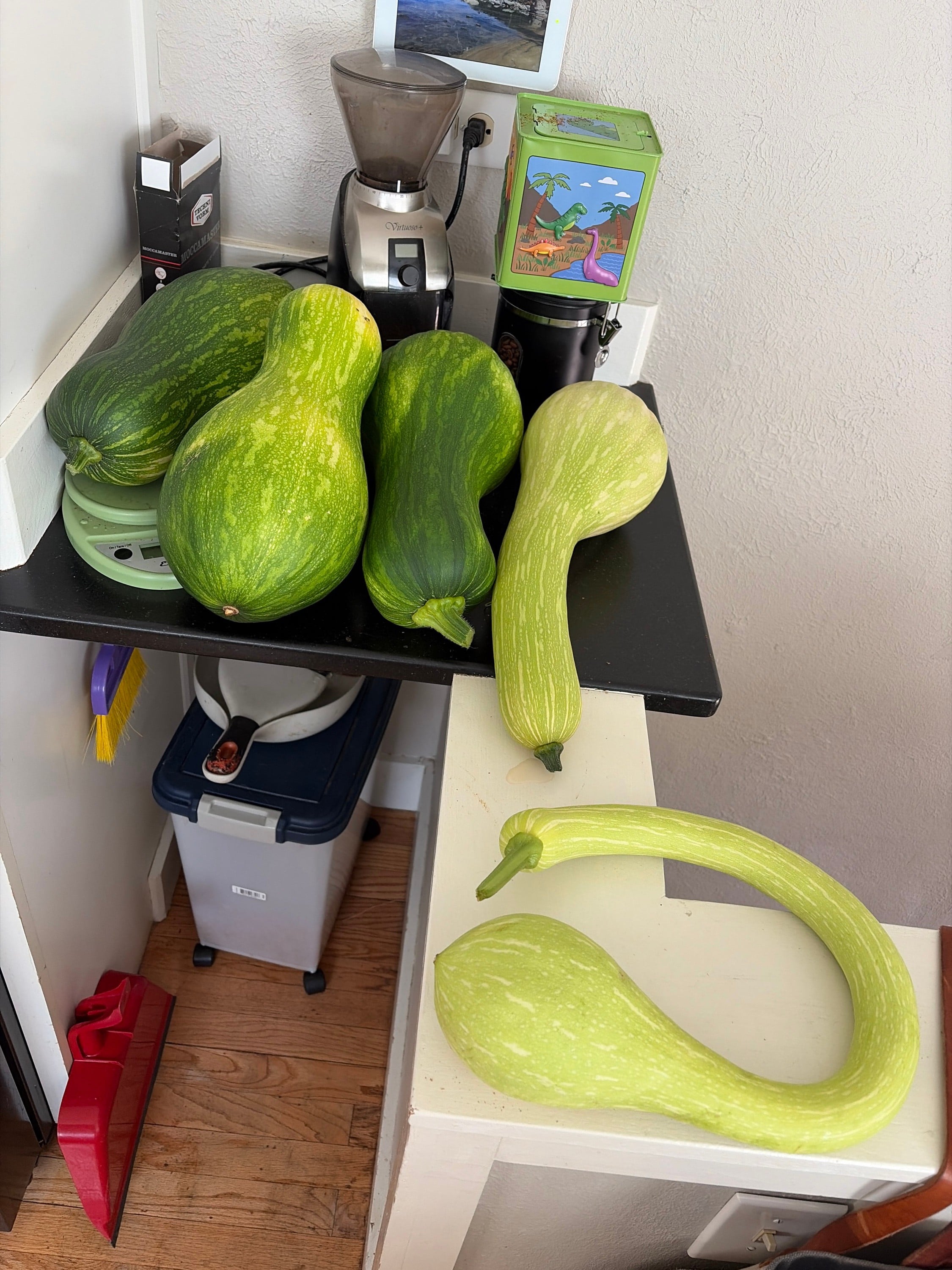 Growing cucumbers