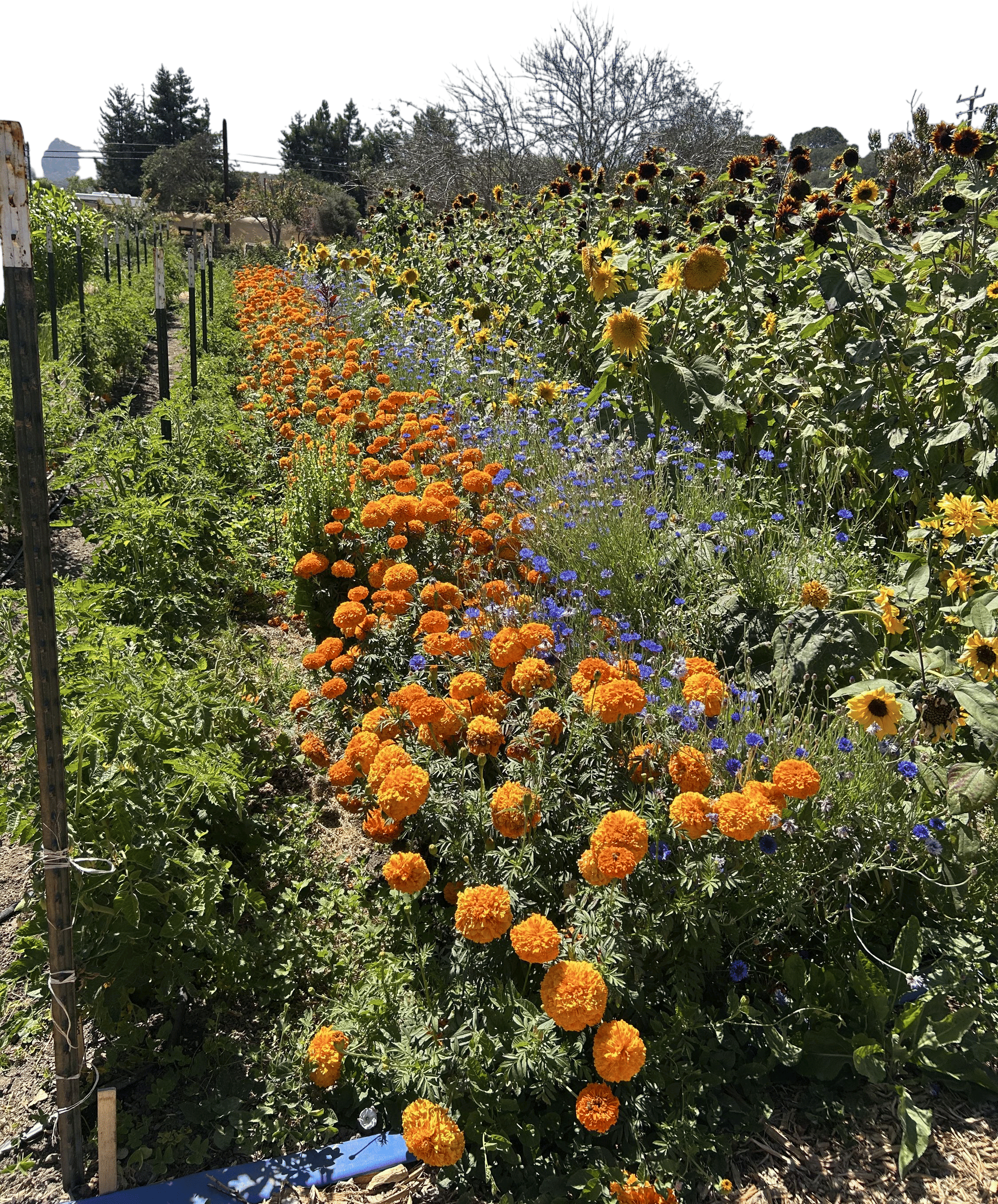 Earthbound farm stand