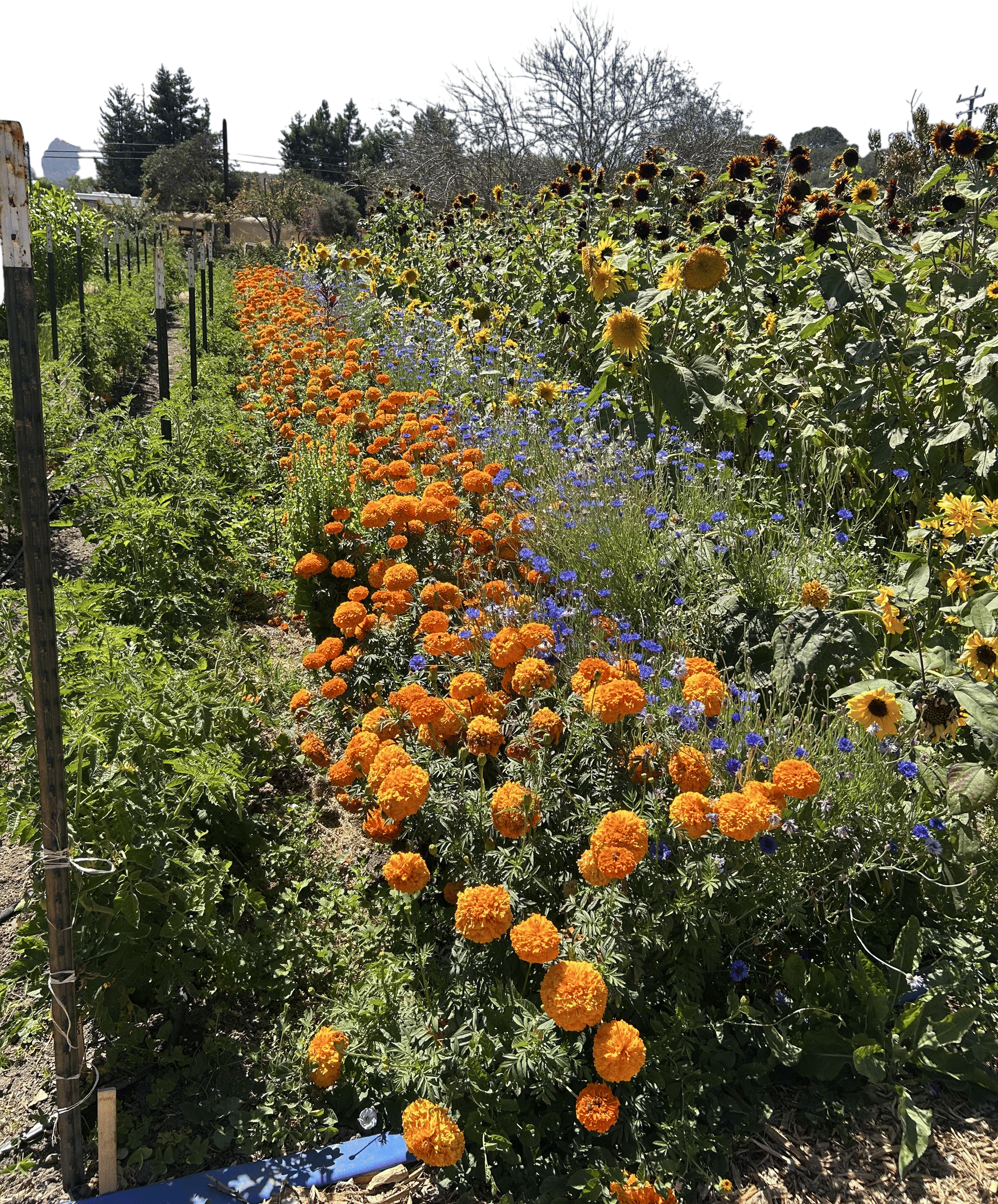 Earthbound Farm Stand