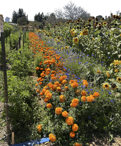 Earthbound Farm Stand