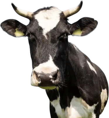 “It’s darker than the inside of a cow!”