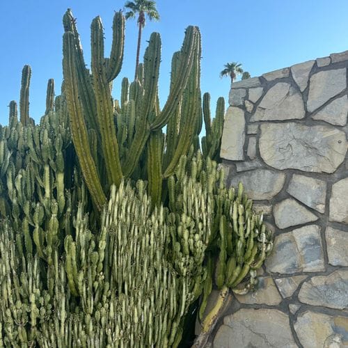 in and around palm springs