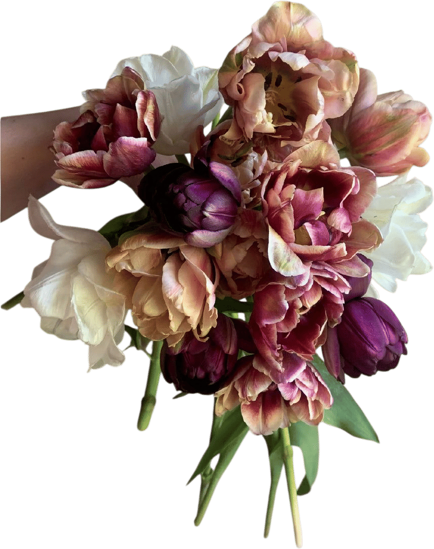 Hitchfoot Farm Tulip Bulbs