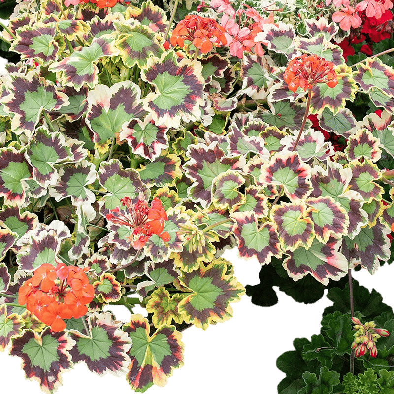 Geranium 'Mrs. Pollock'