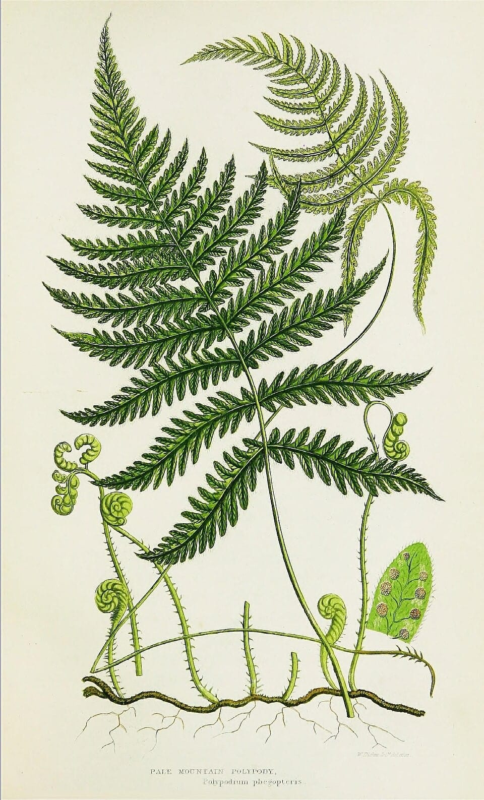 Pale Mountain Polypody Fern
