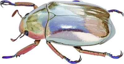 Eilish Venezia Beetle Art Print