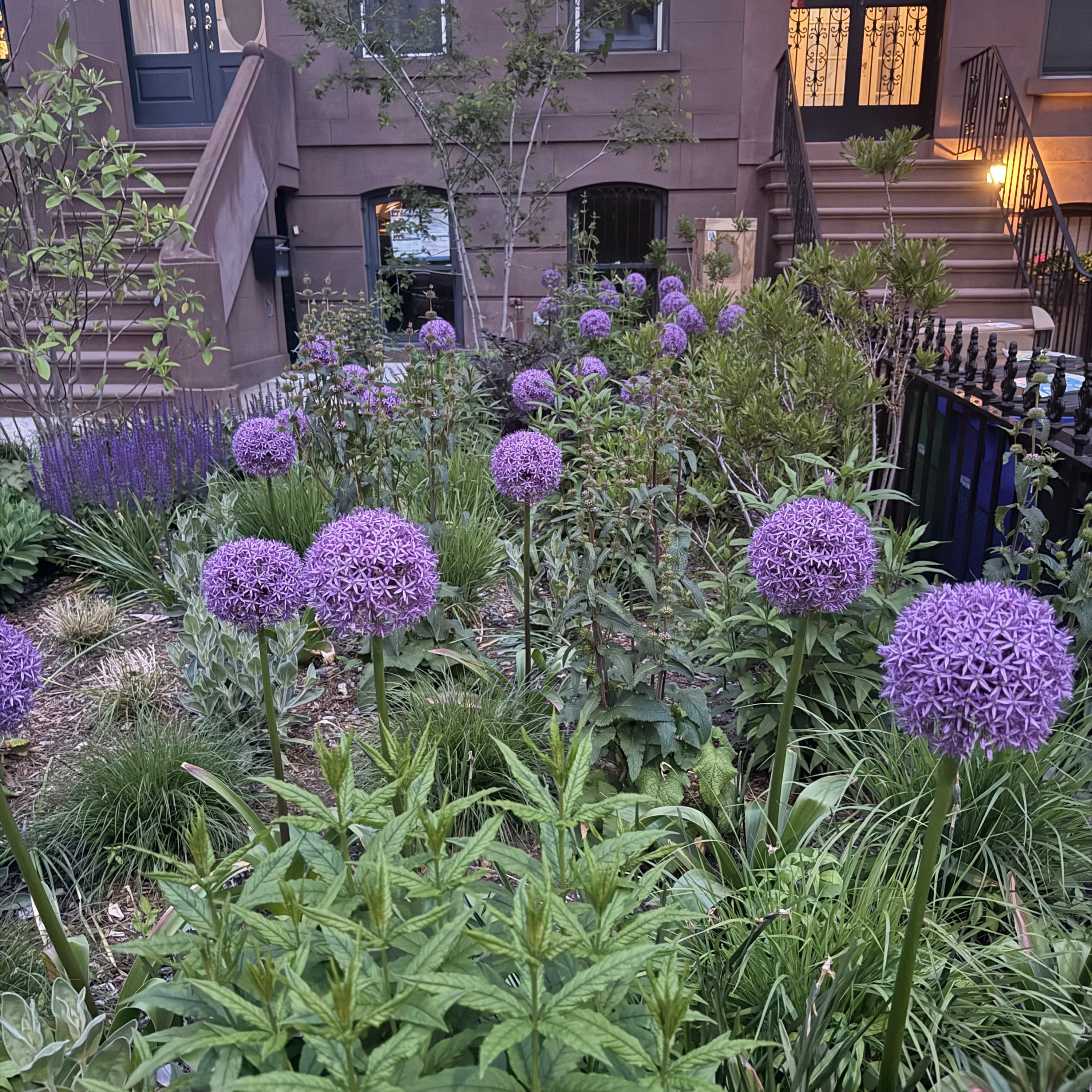 allium hollandicum