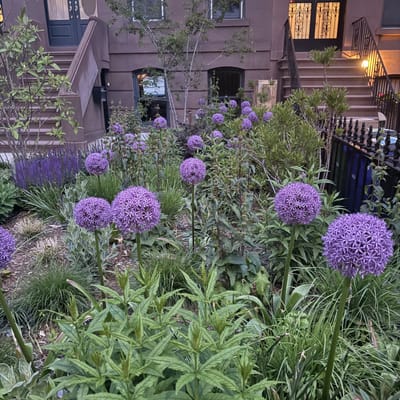 Allium hollandicum