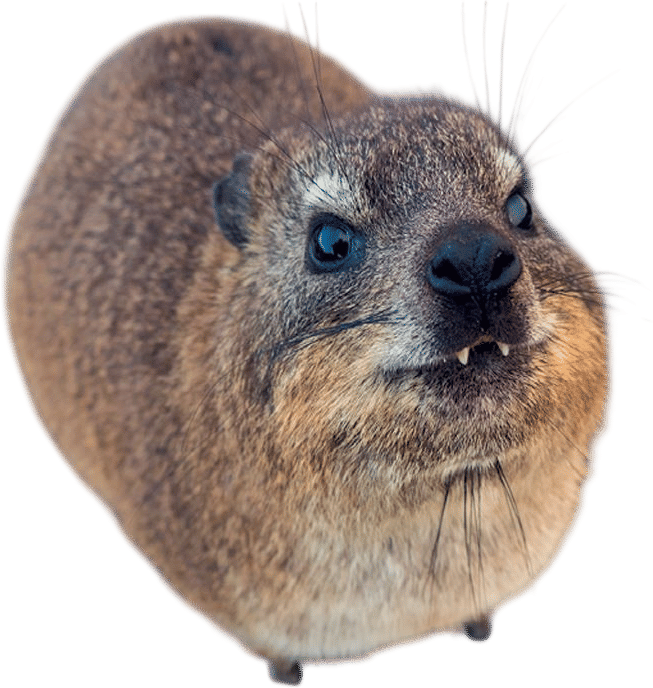 Hyrax