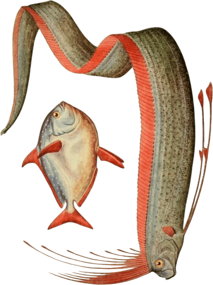 Field book of giant fishes (J. R. Norman)