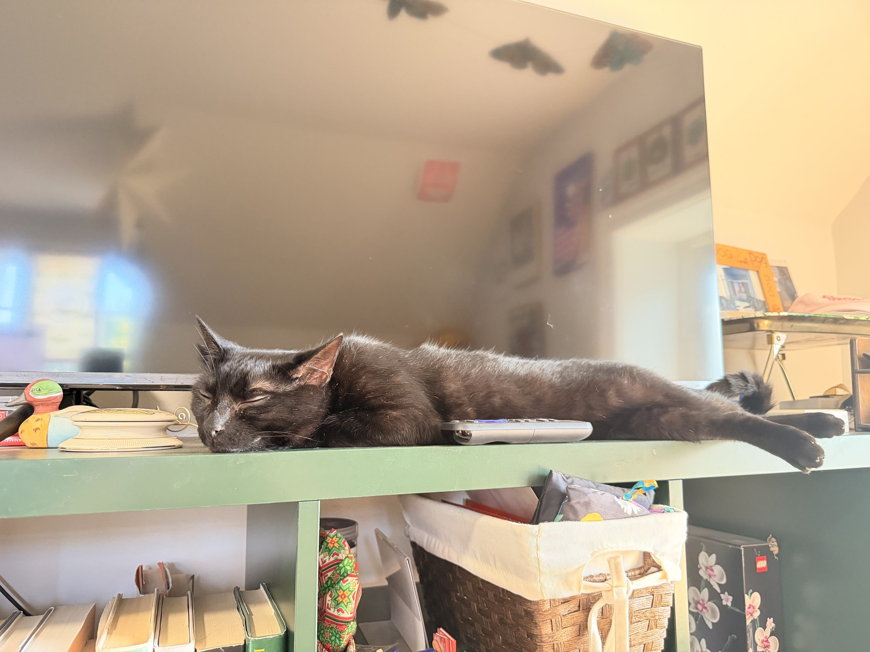 Taking a cat nap