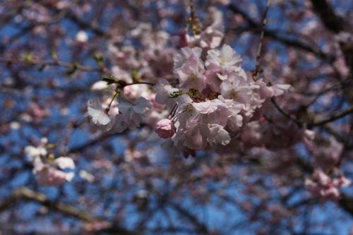 Jackson Park cherry blossoms (Chicago)