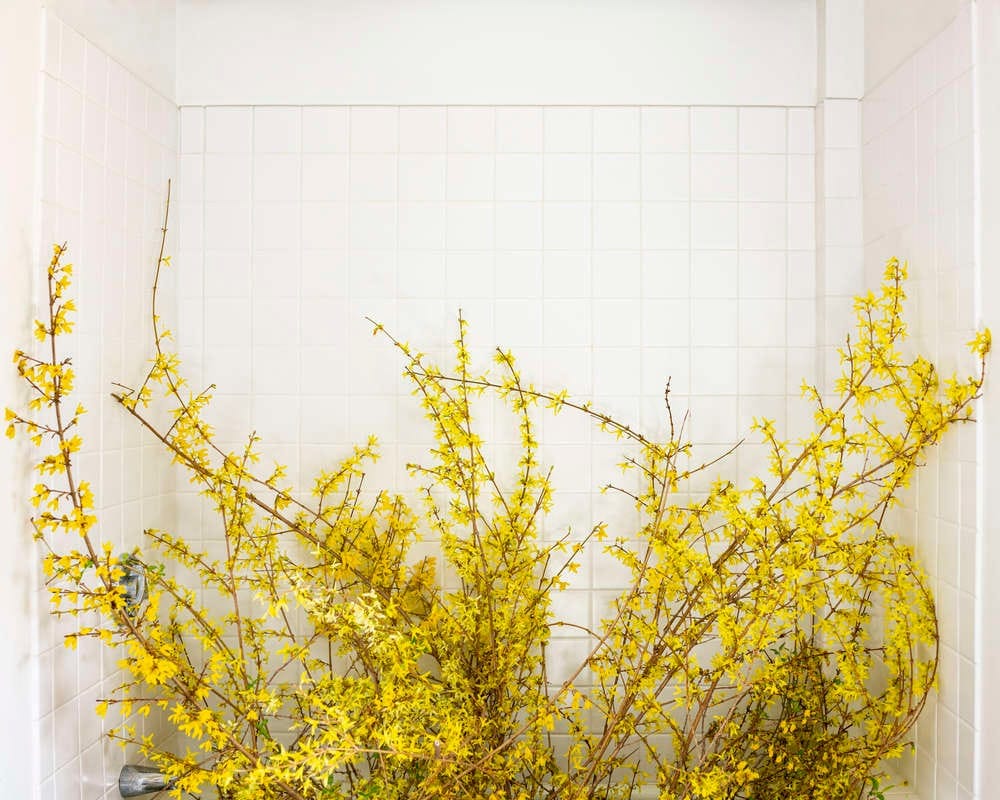 Forsythia, (Forcing Bloom in the Bathtub) (Cig Harvey)