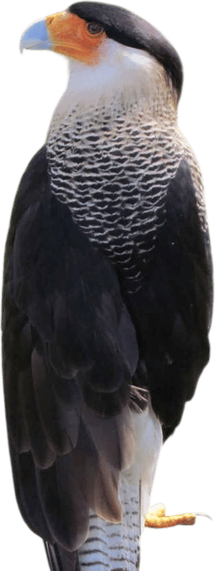 Crested Caracara