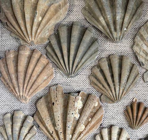 Chesapecten Fossils