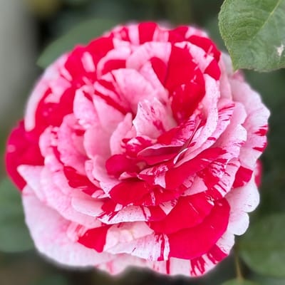 Scentimental Rose