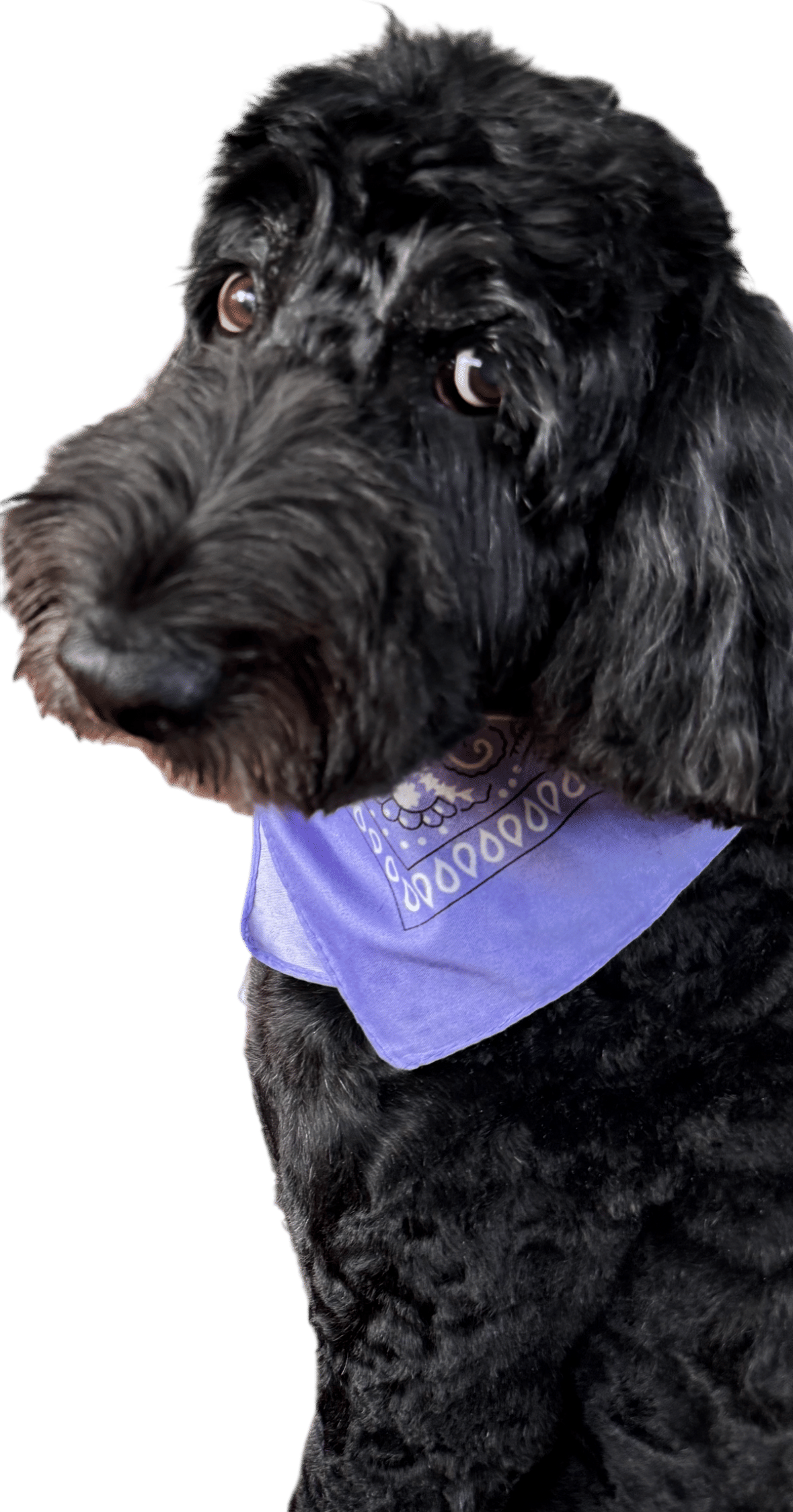 Put a bandana on your dog, tout suite!
