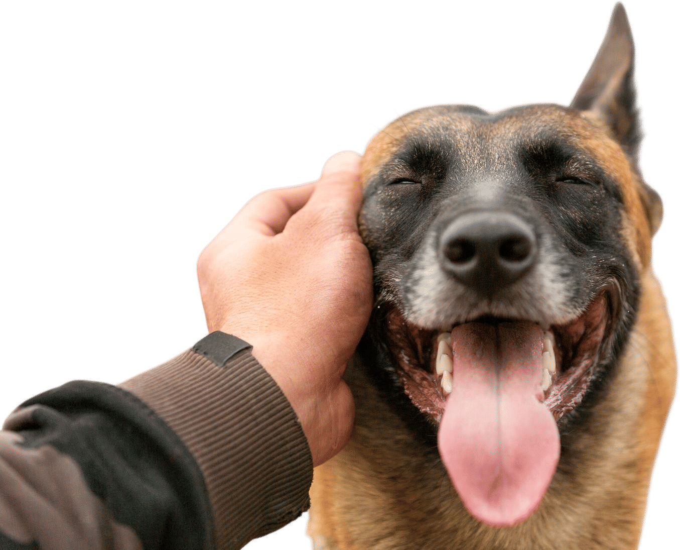 Pet a dog