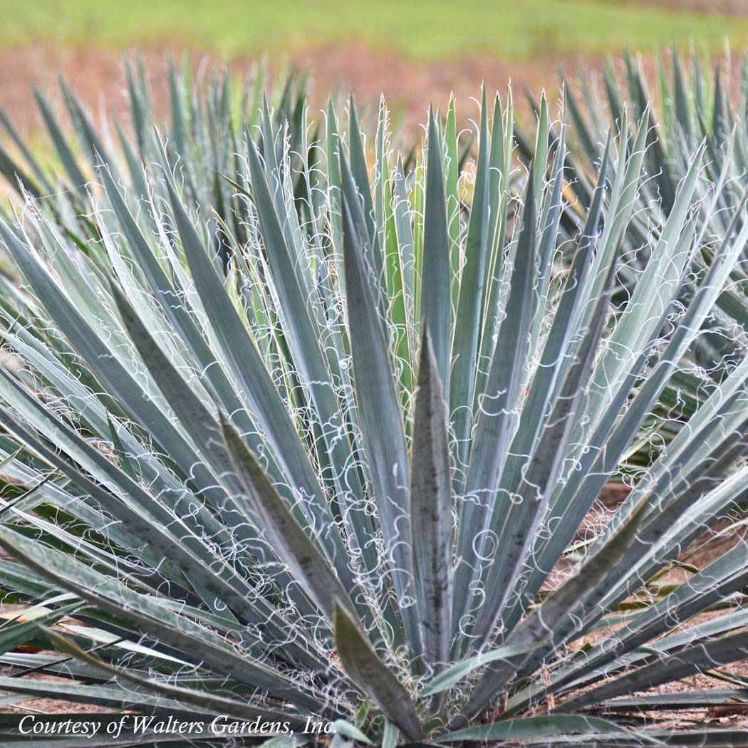 Yucca Excalibur Adam's Needle