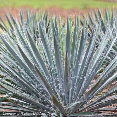 Yucca 'Excalibur' (Adam's Needle)