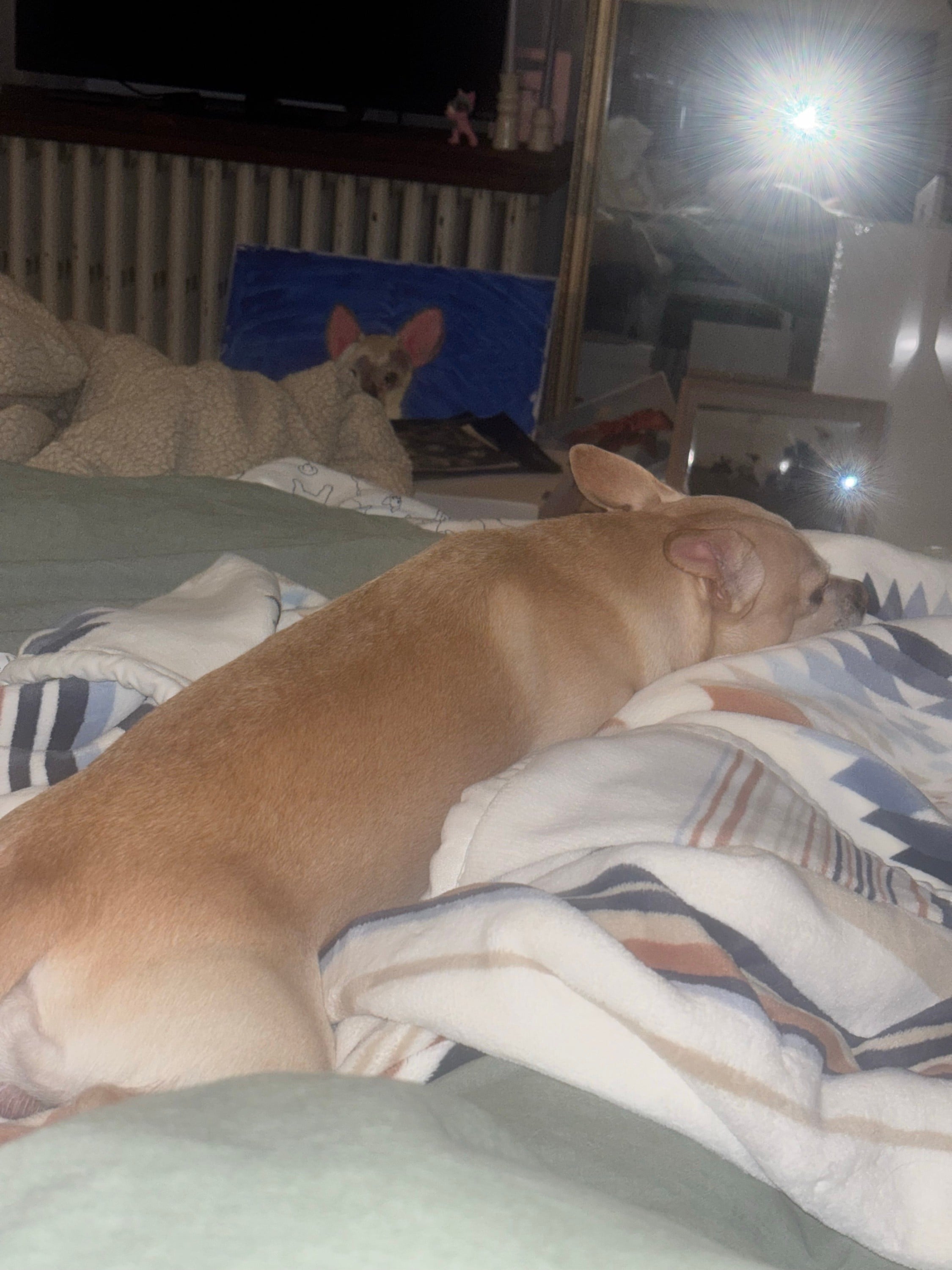 Chihuahuas for their healing powers (my mother in law told me so it’s true)