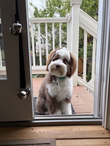 Australian Labradoodle