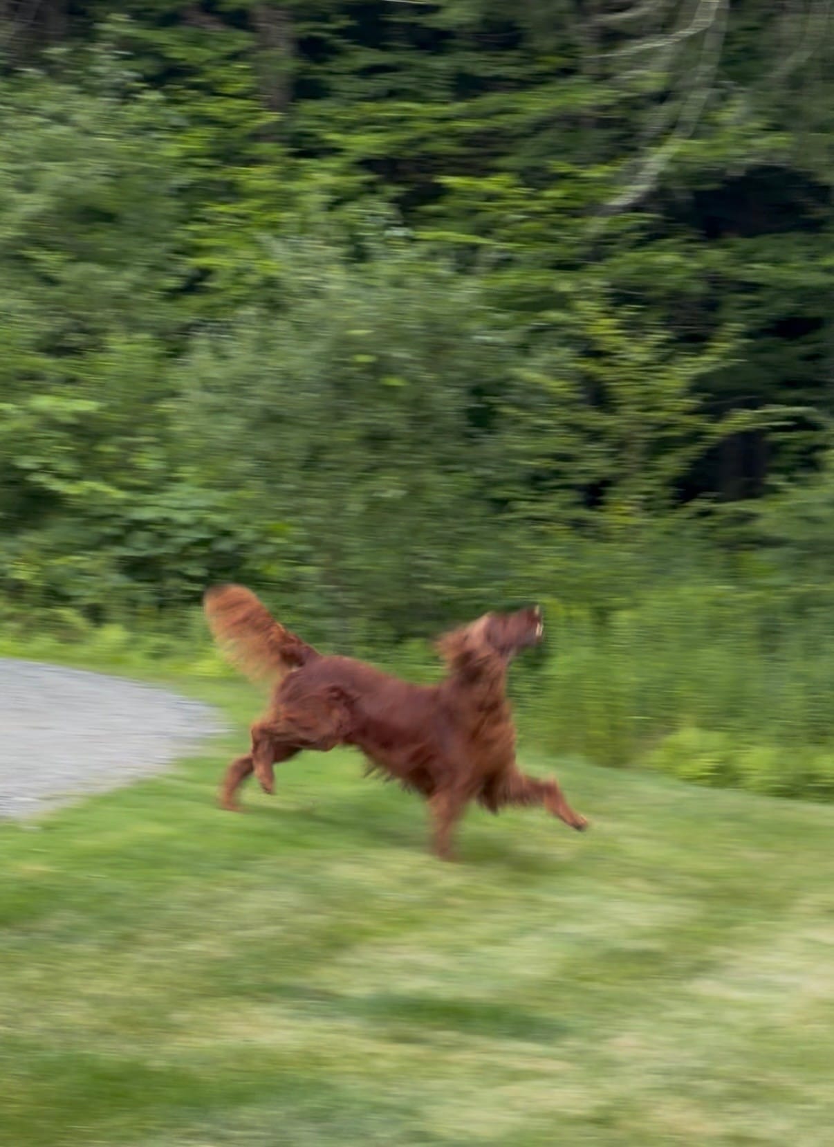 A dog / baby horse hybrid