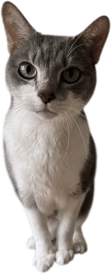 goose
