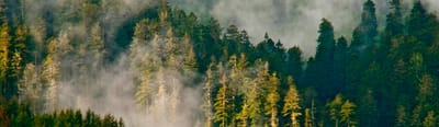 Redwood National and State Parks