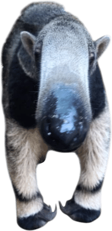 Bumi the Giant Anteater