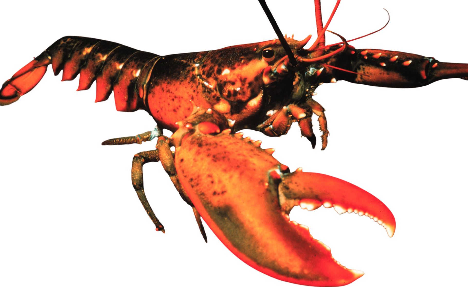 Consider the lobster