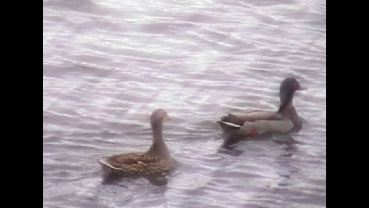 Sick Ducks