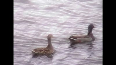 Sick Ducks