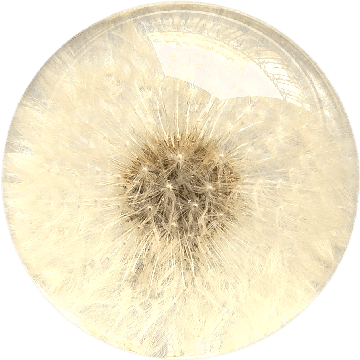 Dandelion Paperweight