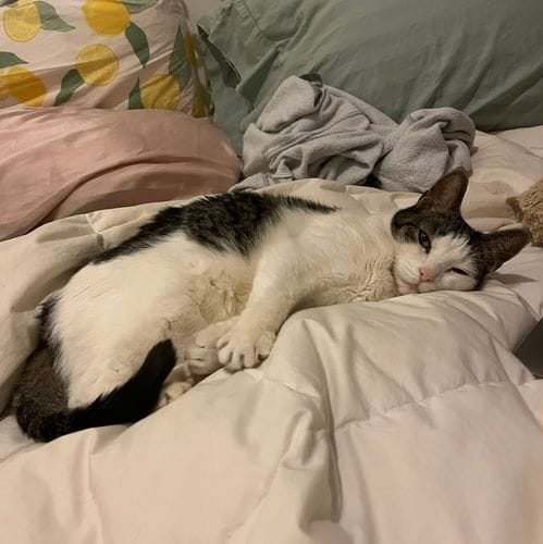 cat